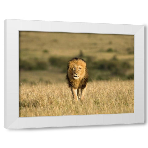 Kenya, Masai Mara Male lion walking in dry grass White Modern Wood Framed Art Print by Zuckerman, Jim