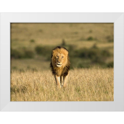 Kenya, Masai Mara Male lion walking in dry grass White Modern Wood Framed Art Print by Zuckerman, Jim