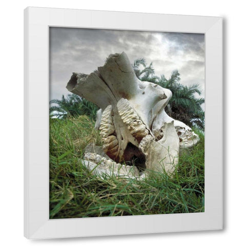 Kenya, Masai Mara Game Reserve Elephant skull White Modern Wood Framed Art Print by Zuckerman, Jim