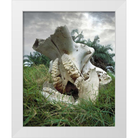Kenya, Masai Mara Game Reserve Elephant skull White Modern Wood Framed Art Print by Zuckerman, Jim