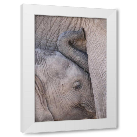 Kenya, Masai Mara Baby elephant nursing White Modern Wood Framed Art Print by Zuckerman, Jim
