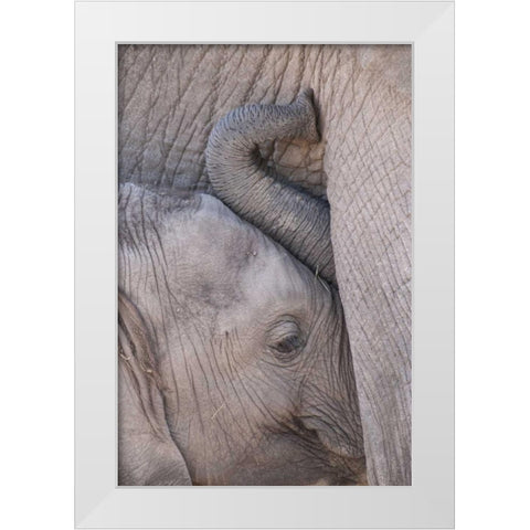 Kenya, Masai Mara Baby elephant nursing White Modern Wood Framed Art Print by Zuckerman, Jim