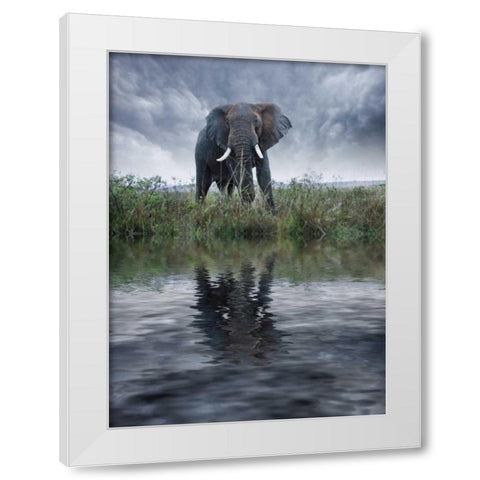 Kenya, Masai Mara Elephant reflecting in water White Modern Wood Framed Art Print by Zuckerman, Jim