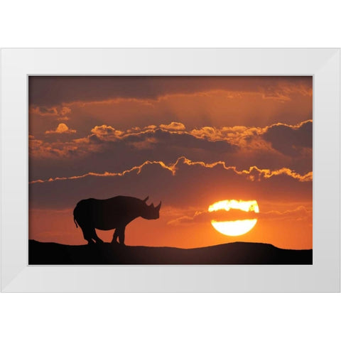 Kenya, Masai Mara White rhinos at sunset White Modern Wood Framed Art Print by Zuckerman, Jim