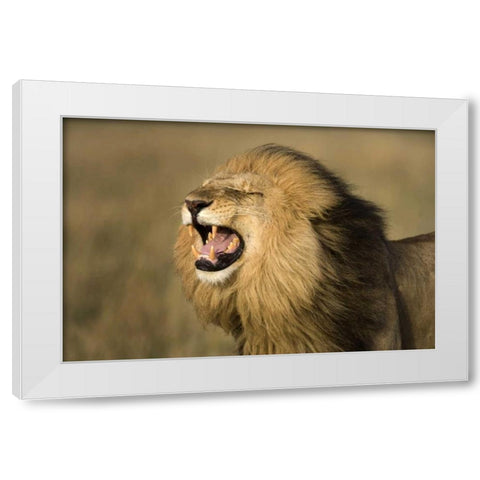 Kenya, Masai Mara Game Reserve Male lion roaring White Modern Wood Framed Art Print by Zuckerman, Jim