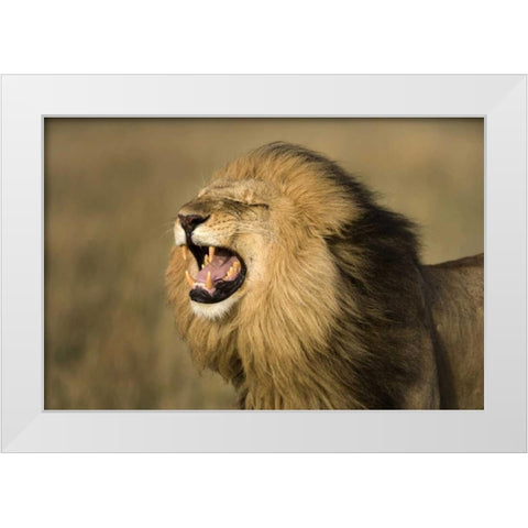Kenya, Masai Mara Game Reserve Male lion roaring White Modern Wood Framed Art Print by Zuckerman, Jim