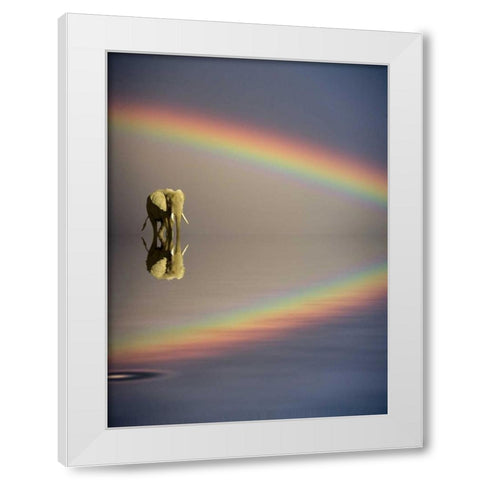 Kenya, Masai Mara Bull elephant and rainbow White Modern Wood Framed Art Print by Zuckerman, Jim