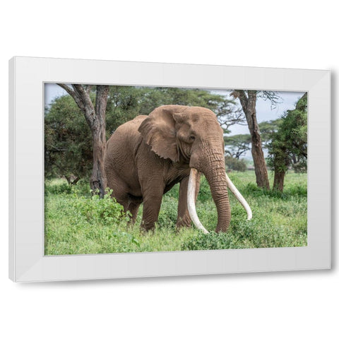 Africa-Kenya-Amboseli National Park Close-up of elephant  White Modern Wood Framed Art Print by Jaynes Gallery