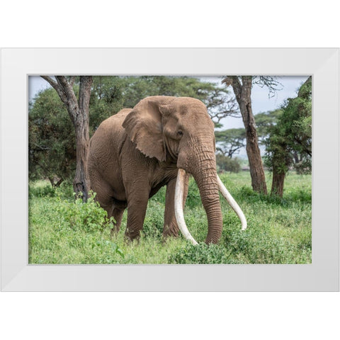 Africa-Kenya-Amboseli National Park Close-up of elephant  White Modern Wood Framed Art Print by Jaynes Gallery