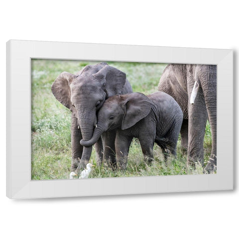 Africa-Kenya-Amboseli National Park Close-up of juvenile elephant  White Modern Wood Framed Art Print by Jaynes Gallery