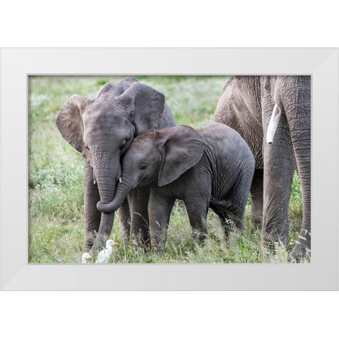 Africa-Kenya-Amboseli National Park Close-up of juvenile elephant  White Modern Wood Framed Art Print by Jaynes Gallery