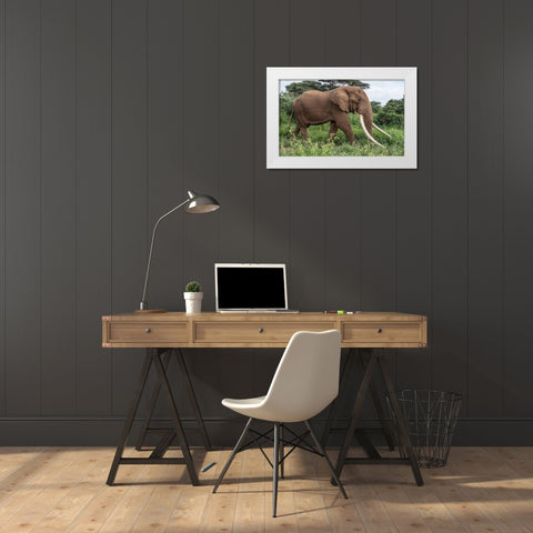 Africa-Kenya-Amboseli National Park Close-up of walking elephant  White Modern Wood Framed Art Print by Jaynes Gallery