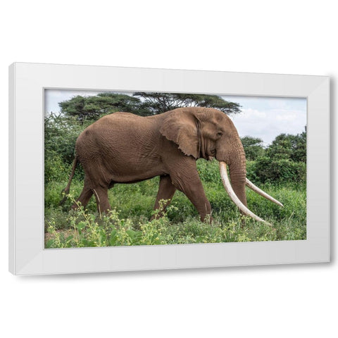 Africa-Kenya-Amboseli National Park Close-up of walking elephant  White Modern Wood Framed Art Print by Jaynes Gallery