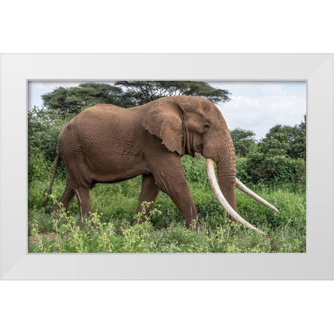 Africa-Kenya-Amboseli National Park Close-up of walking elephant  White Modern Wood Framed Art Print by Jaynes Gallery