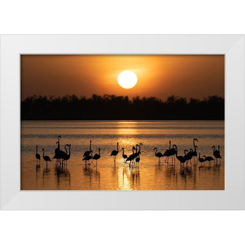Africa-Kenya-Amboseli National Park Greater flamingos in water at sunrise  White Modern Wood Framed Art Print by Jaynes Gallery