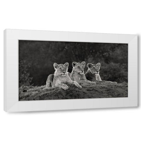Africa-Kenya-Maasai Mara National Reserve Three resting lions  White Modern Wood Framed Art Print by Jaynes Gallery