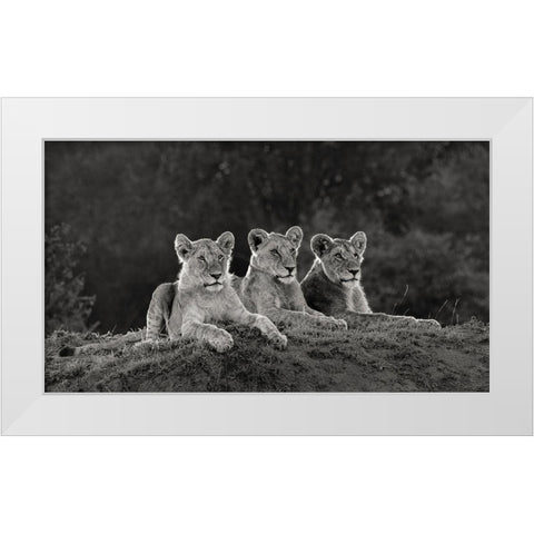 Africa-Kenya-Maasai Mara National Reserve Three resting lions  White Modern Wood Framed Art Print by Jaynes Gallery