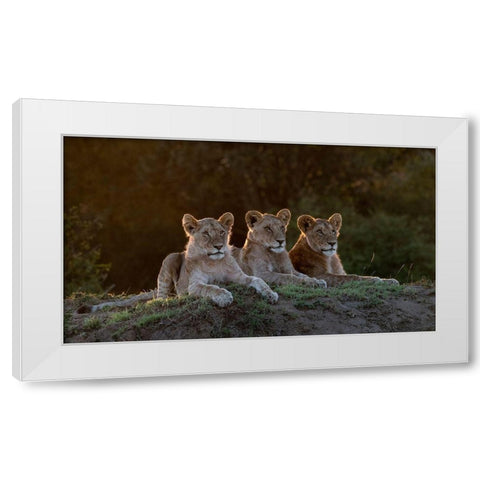 Africa-Kenya-Maasai Mara National Reserve Three resting lions  White Modern Wood Framed Art Print by Jaynes Gallery