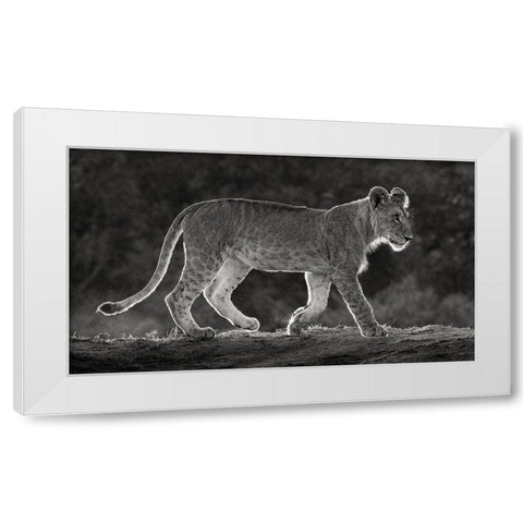 Africa-Kenya-Maasai Mara National Reserve Backlit close-up of young lion  White Modern Wood Framed Art Print by Jaynes Gallery