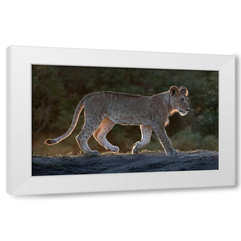 Africa-Kenya-Maasai Mara National Reserve Backlit close-up of young lion  White Modern Wood Framed Art Print by Jaynes Gallery