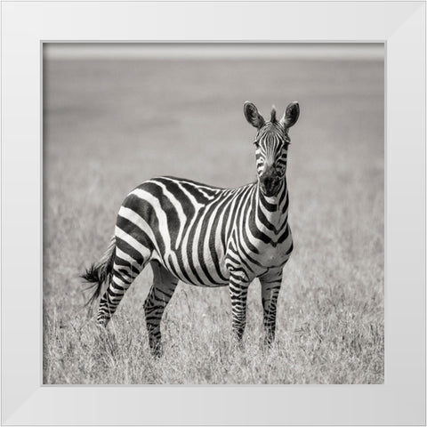 Africa-Kenya-Maasai Mara National Reserve Close-up of lone zebra  White Modern Wood Framed Art Print by Jaynes Gallery