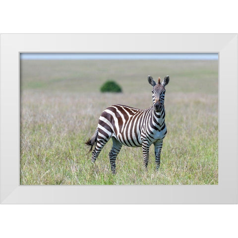 Africa-Kenya-Maasai Mara National Reserve Close-up of lone zebra  White Modern Wood Framed Art Print by Jaynes Gallery