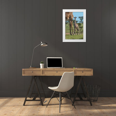 Kenya-Kenya-Masai Mara Conservancy Group of adult giraffes Mother and newborn giraffe close-up White Modern Wood Framed Art Print by Jaynes Gallery