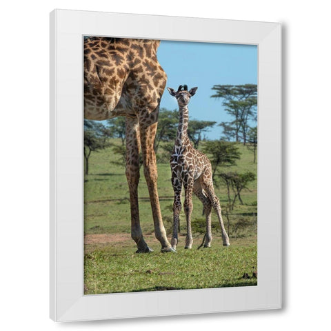 Kenya-Kenya-Masai Mara Conservancy Group of adult giraffes Mother and newborn giraffe close-up White Modern Wood Framed Art Print by Jaynes Gallery