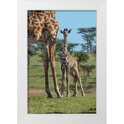 Kenya-Kenya-Masai Mara Conservancy Group of adult giraffes Mother and newborn giraffe close-up White Modern Wood Framed Art Print by Jaynes Gallery
