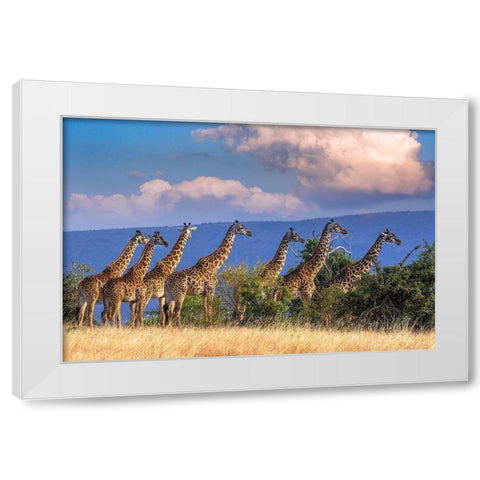 Kenya-Masai Mara Conservancy Group of adult giraffes White Modern Wood Framed Art Print by Jaynes Gallery