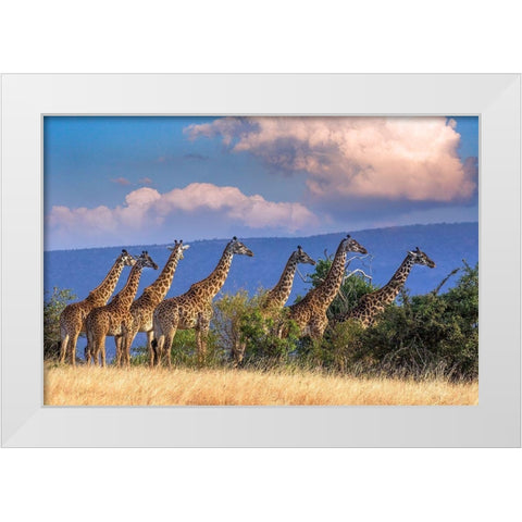 Kenya-Masai Mara Conservancy Group of adult giraffes White Modern Wood Framed Art Print by Jaynes Gallery
