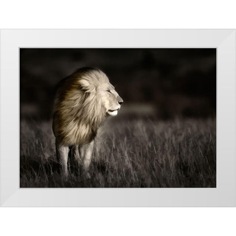 Kenya-Masai Mara National Reserve Abstract of male lion standing in field White Modern Wood Framed Art Print by Jaynes Gallery