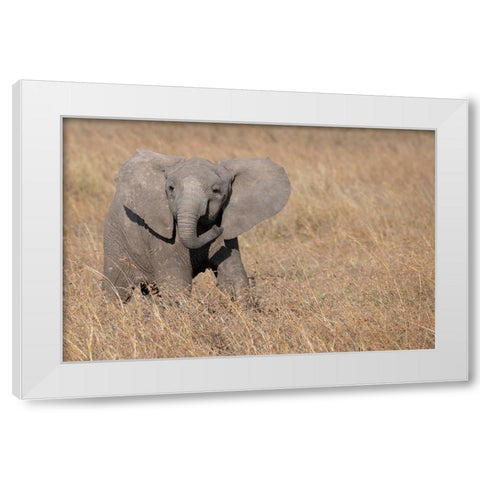 Africa-Kenya-Ol Pejeta Conservancy-Baby African elephant White Modern Wood Framed Art Print by Hopkins, Cindy Miller