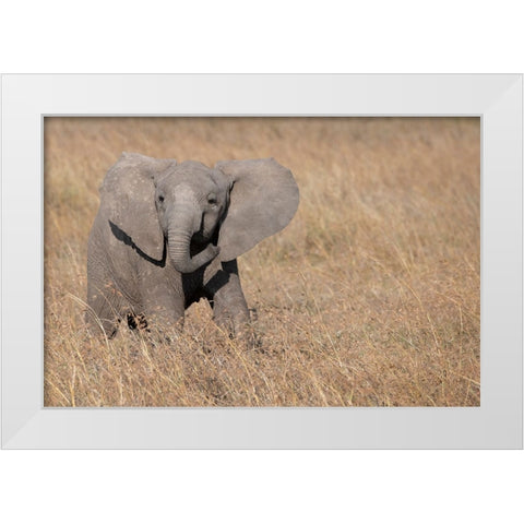Africa-Kenya-Ol Pejeta Conservancy-Baby African elephant White Modern Wood Framed Art Print by Hopkins, Cindy Miller