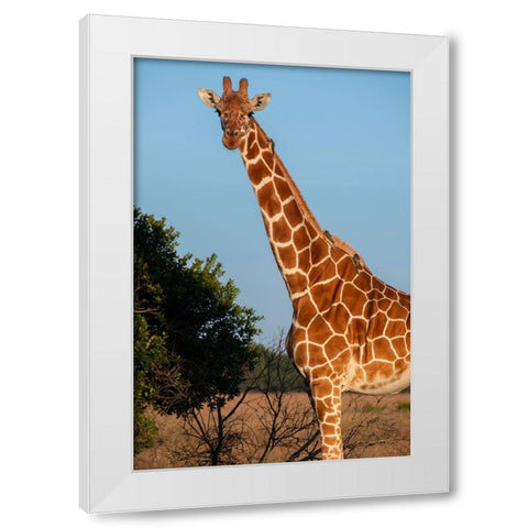 Africa-Kenya-Ol Pejeta Conservancy-Reticulated giraffe with yellow-billed oxpeckers White Modern Wood Framed Art Print by Hopkins, Cindy Miller