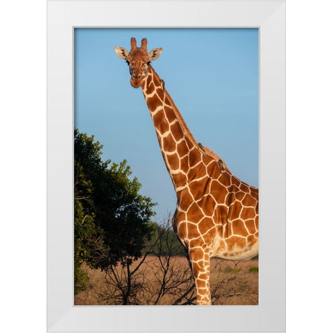Africa-Kenya-Ol Pejeta Conservancy-Reticulated giraffe with yellow-billed oxpeckers White Modern Wood Framed Art Print by Hopkins, Cindy Miller
