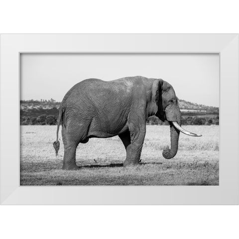 Africa-Kenya-Ol Pejeta Conservancy-Lone bull African elephant White Modern Wood Framed Art Print by Hopkins, Cindy Miller