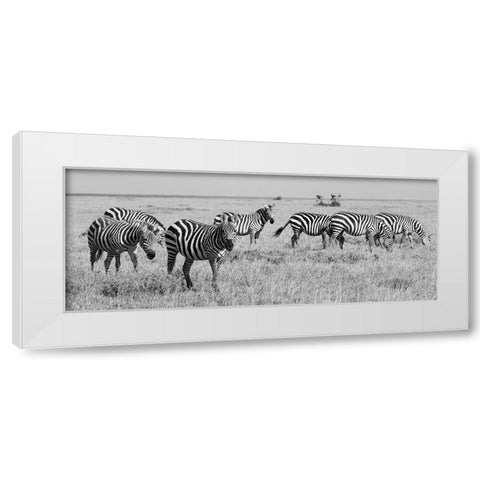 Africa-Kenya-Ol Pejeta Conservancy-Herd of Bruchells zebra-Equus burchellii-in grassland habitat White Modern Wood Framed Art Print by Hopkins, Cindy Miller