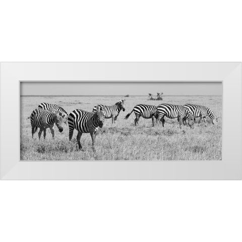 Africa-Kenya-Ol Pejeta Conservancy-Herd of Bruchells zebra-Equus burchellii-in grassland habitat White Modern Wood Framed Art Print by Hopkins, Cindy Miller