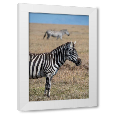 Africa-Kenya-Ol Pejeta Conservancy-Bruchells zebra-Equus burchellii-in grassland habitat White Modern Wood Framed Art Print by Hopkins, Cindy Miller