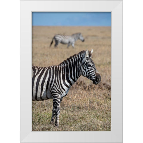 Africa-Kenya-Ol Pejeta Conservancy-Bruchells zebra-Equus burchellii-in grassland habitat White Modern Wood Framed Art Print by Hopkins, Cindy Miller
