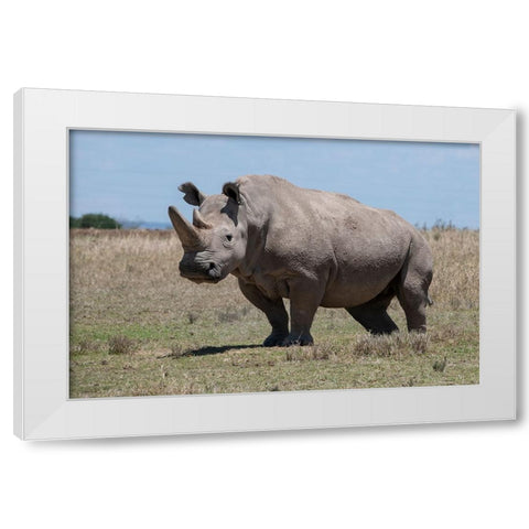 Africa-Kenya-Ol Pejeta Conservancy-one of the last 2 critically endangered Northern white rhinos White Modern Wood Framed Art Print by Hopkins, Cindy Miller