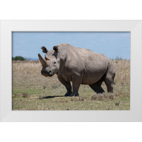 Africa-Kenya-Ol Pejeta Conservancy-one of the last 2 critically endangered Northern white rhinos White Modern Wood Framed Art Print by Hopkins, Cindy Miller
