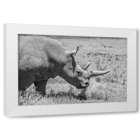 Africa-Kenya-Ol Pejeta Conservancy-one of last 2 critically endangered Northern white rhinos White Modern Wood Framed Art Print by Hopkins, Cindy Miller