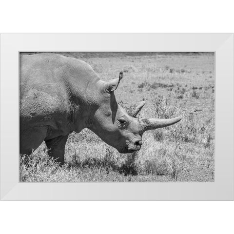 Africa-Kenya-Ol Pejeta Conservancy-one of last 2 critically endangered Northern white rhinos White Modern Wood Framed Art Print by Hopkins, Cindy Miller