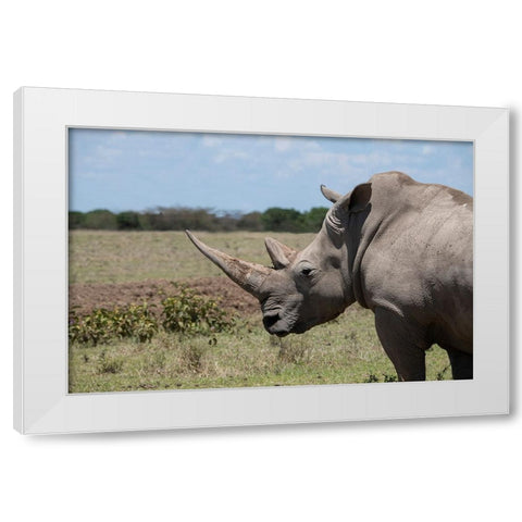 Africa-Kenya-Ol Pejeta Conservancy-One the last 2 critically endangered Northern white rhinos White Modern Wood Framed Art Print by Hopkins, Cindy Miller
