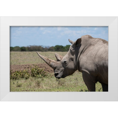 Africa-Kenya-Ol Pejeta Conservancy-One the last 2 critically endangered Northern white rhinos White Modern Wood Framed Art Print by Hopkins, Cindy Miller