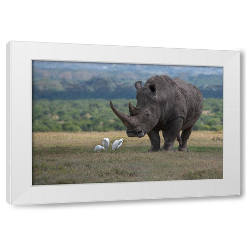 Africa-Kenya-Ol Pejeta-Southern white rhinoceros-Ceratotherium simum simum-with cattle egrets White Modern Wood Framed Art Print by Hopkins, Cindy Miller