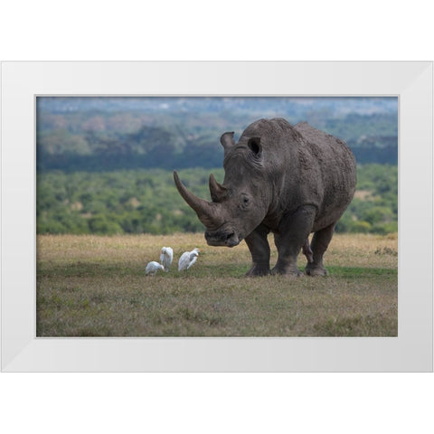 Africa-Kenya-Ol Pejeta-Southern white rhinoceros-Ceratotherium simum simum-with cattle egrets White Modern Wood Framed Art Print by Hopkins, Cindy Miller