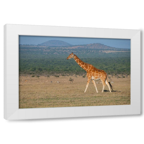 Africa-Kenya-Ol Pejeta Conservancy-Reticulated giraffe Endangered species White Modern Wood Framed Art Print by Hopkins, Cindy Miller